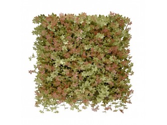 Jiaogulan műanyag zöldfal 50x50 cm